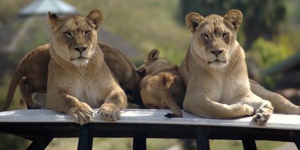  Profile Photos of Nature Bound Africa Themi Hill - Photo 2 of 40