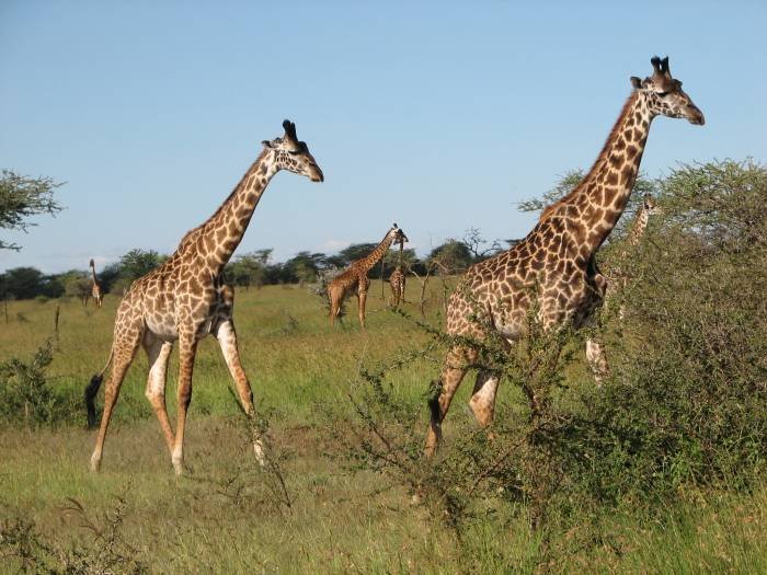  Profile Photos of Nature Bound Africa Themi Hill - Photo 12 of 40