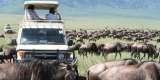 Game drive in Ngorongoro Waxbill Safaris Ngaro Street 