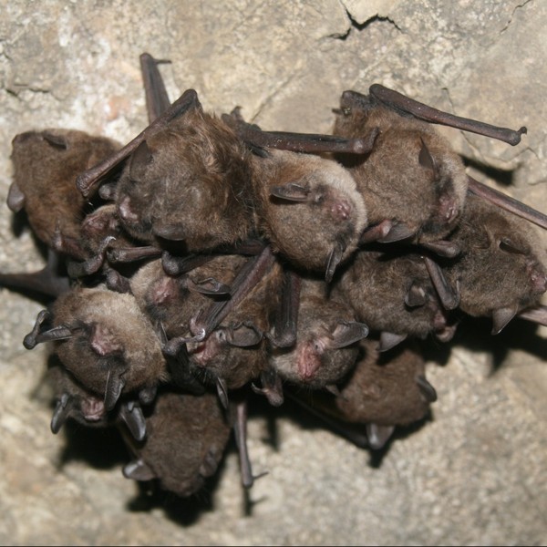  Profile Photos of Georgia Bat Control 1804 Hidden Glen Dr - Photo 2 of 4