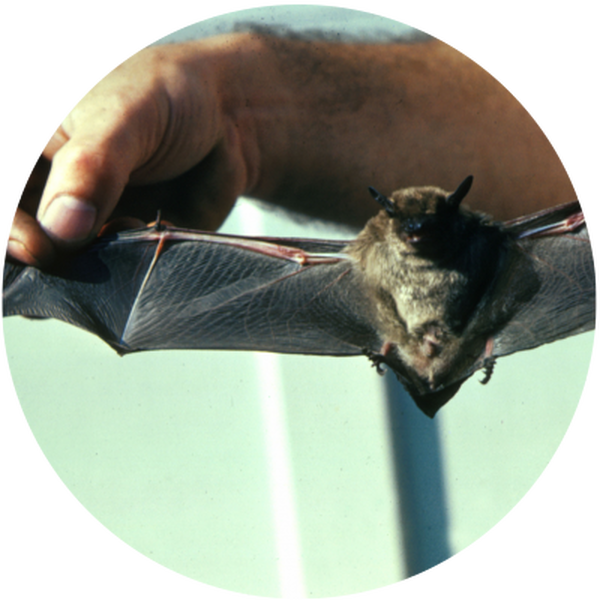  Profile Photos of Georgia Bat Control 1804 Hidden Glen Dr - Photo 4 of 4