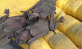 Georgia Bat Control, Marietta
