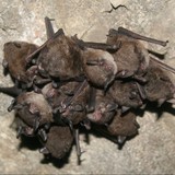 Georgia Bat Control, Marietta