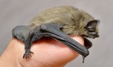 Georgia Bat Control, Marietta