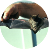 Georgia Bat Control, Marietta