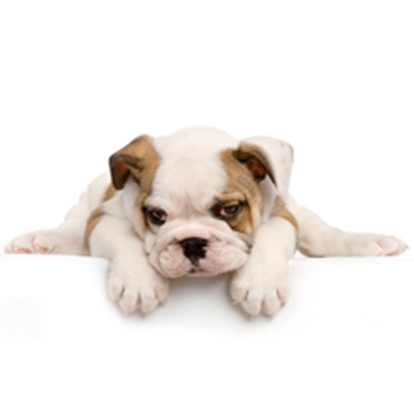  Profile Photos of Terry's PAW-fection 532 Route 25A #D - Photo 1 of 5