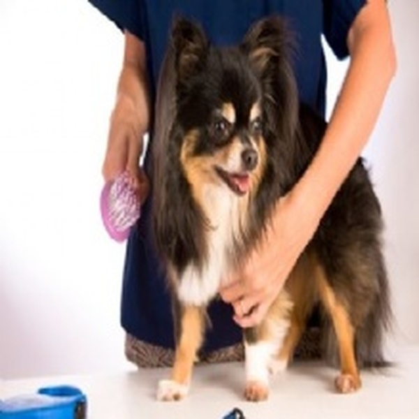  Profile Photos of Terry's PAW-fection 532 Route 25A #D - Photo 3 of 5