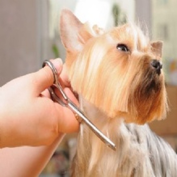 Profile Photos of Terry's PAW-fection 532 Route 25A #D - Photo 4 of 5