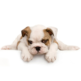  Terry's PAW-fection 532 Route 25A #D 
