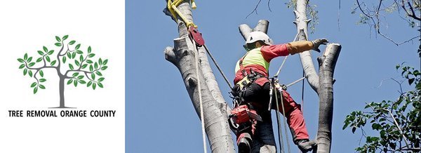  Profile Photos of Tree Removal Orange County 960 N Tustin St. #231 - Photo 2 of 3