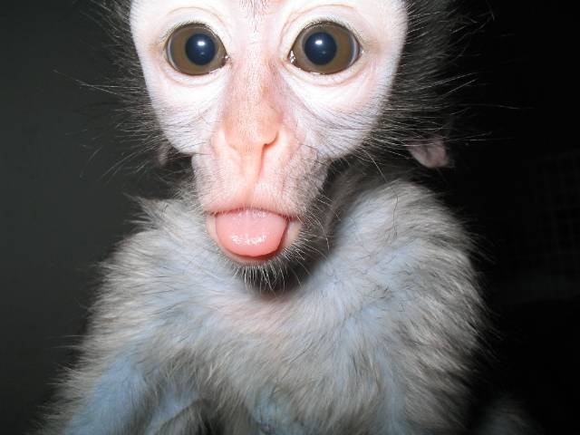  Profile Photos of Vervet Monkey Foundation Plot 35 California Tarentaalrand - Photo 2 of 5