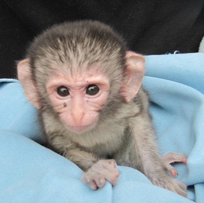  Profile Photos of Vervet Monkey Foundation Plot 35 California Tarentaalrand - Photo 3 of 5