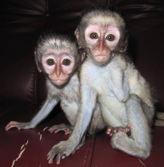  Profile Photos of Vervet Monkey Foundation Plot 35 California Tarentaalrand - Photo 4 of 5