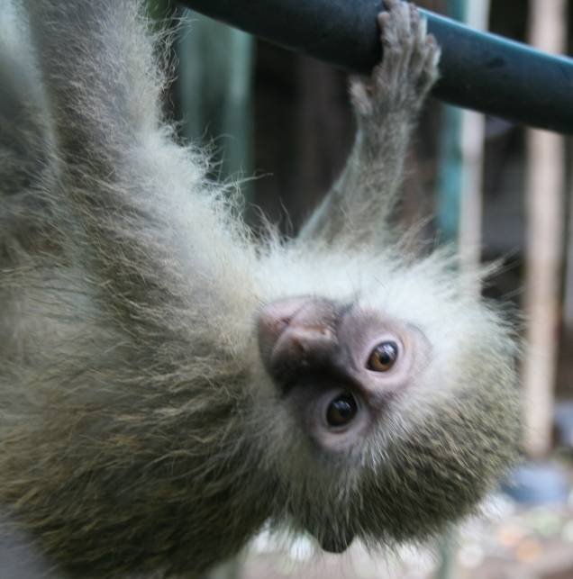  Profile Photos of Vervet Monkey Foundation Plot 35 California Tarentaalrand - Photo 5 of 5