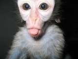 Vervet Monkey Foundation, Letsitele