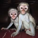 Vervet Monkey Foundation, Letsitele