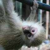 Vervet Monkey Foundation, Letsitele