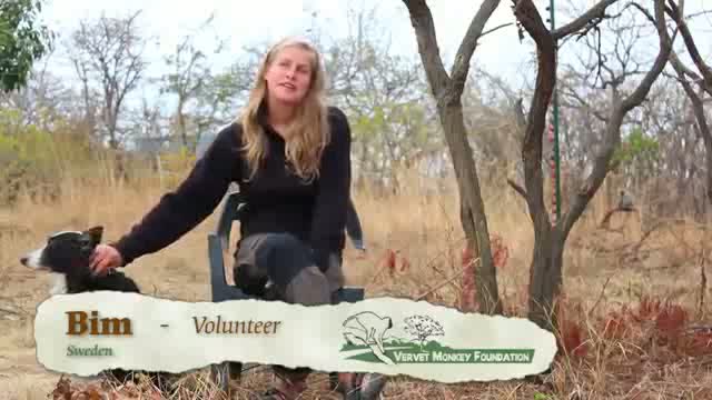 Volunteering at the Vervet Monkey Foundations.mp4