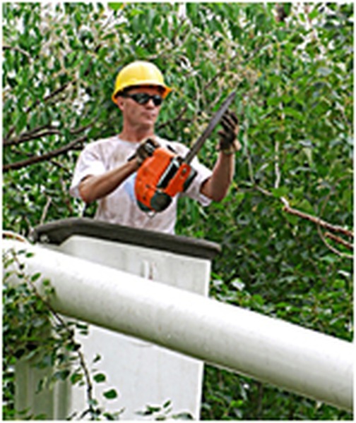  Profile Photos of A Affordable Tree service 1947 Tomlinson Ave - Photo 3 of 6