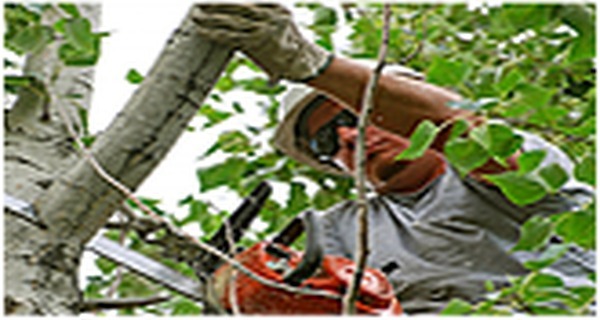  Profile Photos of A Affordable Tree service 1947 Tomlinson Ave - Photo 4 of 6