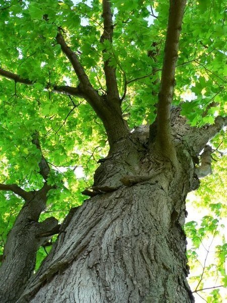  Profile Photos of A Affordable Tree service 1947 Tomlinson Ave - Photo 5 of 6