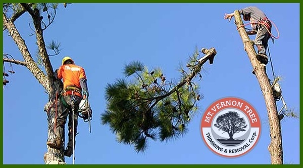  Profile Photos of Mt. Vernon Tree Trimming 135 W Kingsbridge Rd - Photo 2 of 5