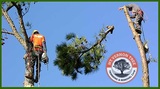  Mt. Vernon Tree Trimming 135 W Kingsbridge Rd 