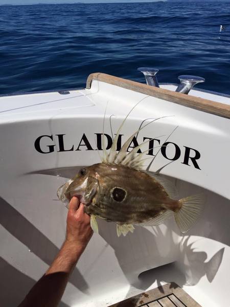  Pricelists of Gladiator Marine Fishing Charter Berth 8, Viaduct Harbour - Photo 2 of 3