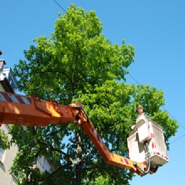  Profile Photos of East Greenwich Tree Service Inc. 29 Meadowbrook Rd. - Photo 3 of 4