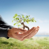 East Greenwich Tree Service Inc., East Greenwich