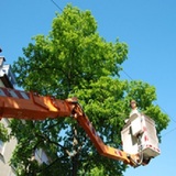 East Greenwich Tree Service Inc., East Greenwich