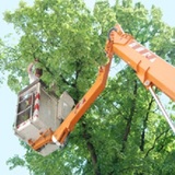 East Greenwich Tree Service Inc., East Greenwich