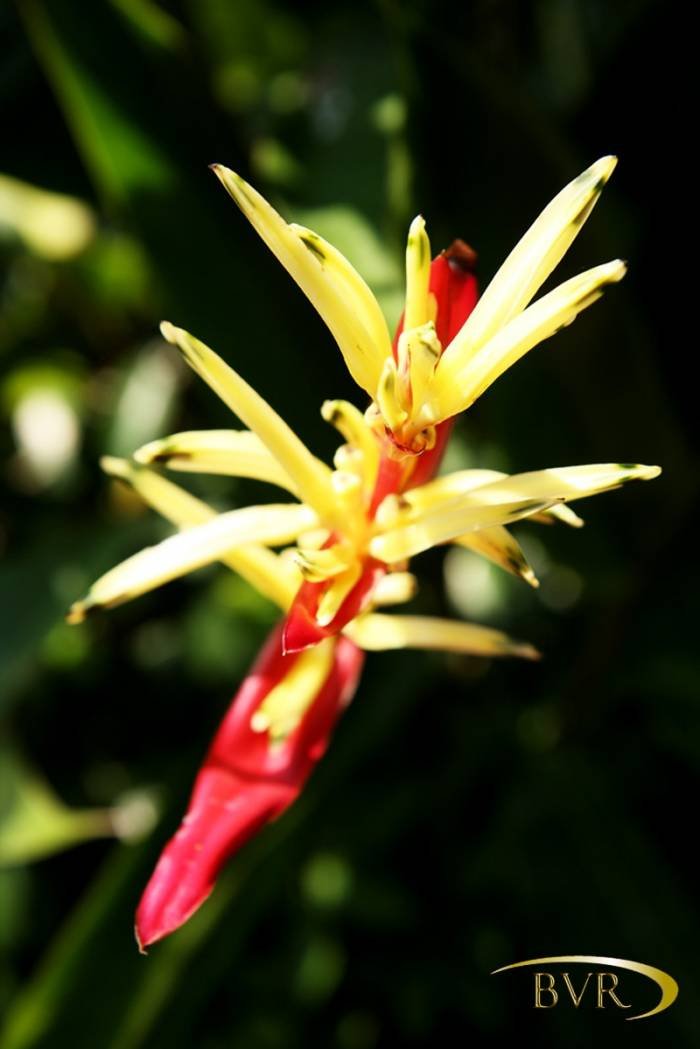  BVR - PHUKET Garden Flowers of Boomerang Village Resort Phuket Patak Soi 10, - Photo 50 of 67