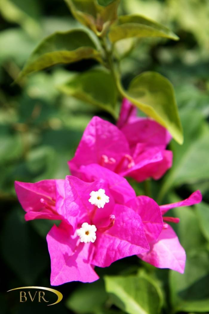  BVR - PHUKET Garden Flowers of Boomerang Village Resort Phuket Patak Soi 10, - Photo 48 of 67