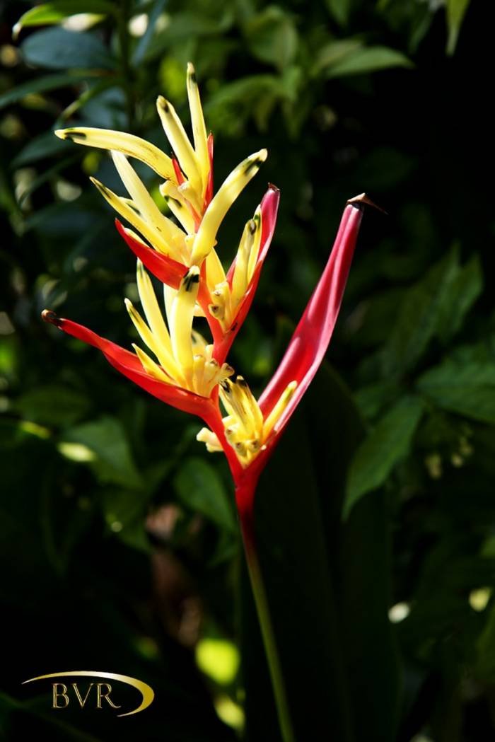  BVR - PHUKET Garden Flowers of Boomerang Village Resort Phuket Patak Soi 10, - Photo 47 of 67