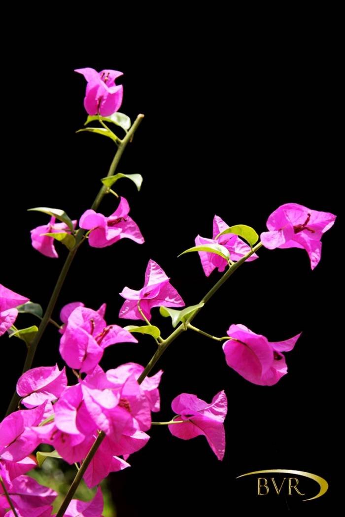  BVR - PHUKET Garden Flowers of Boomerang Village Resort Phuket Patak Soi 10, - Photo 46 of 67