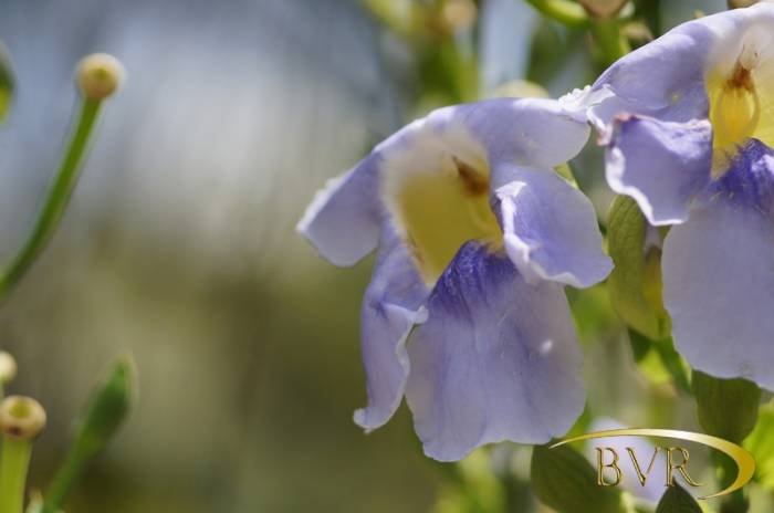  BVR - PHUKET Garden Flowers of Boomerang Village Resort Phuket Patak Soi 10, - Photo 35 of 67