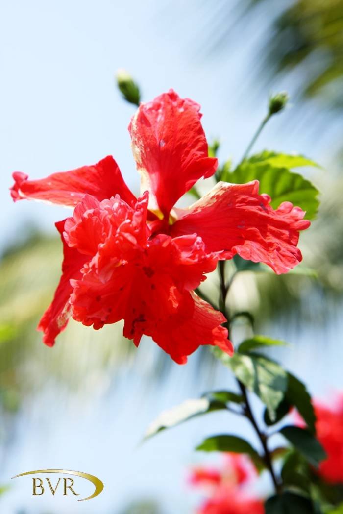  BVR - PHUKET Garden Flowers of Boomerang Village Resort Phuket Patak Soi 10, - Photo 42 of 67