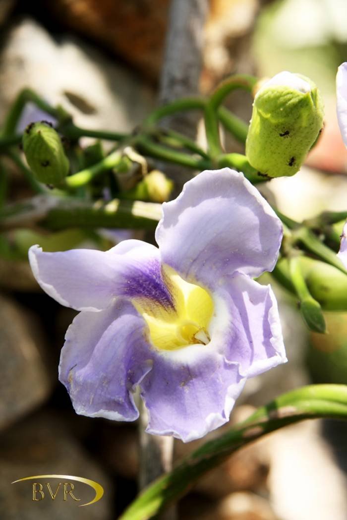  BVR - PHUKET Garden Flowers of Boomerang Village Resort Phuket Patak Soi 10, - Photo 40 of 67
