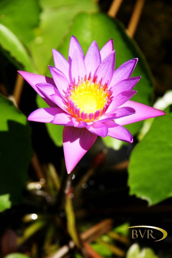  BVR - PHUKET Garden Flowers of Boomerang Village Resort Phuket Patak Soi 10, - Photo 39 of 67