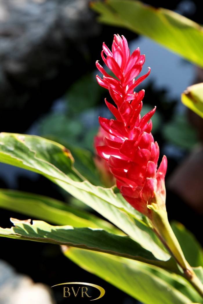  BVR - PHUKET Garden Flowers of Boomerang Village Resort Phuket Patak Soi 10, - Photo 37 of 67