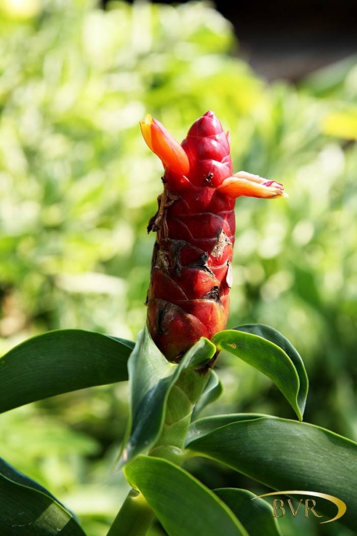  BVR - PHUKET Garden Flowers of Boomerang Village Resort Phuket Patak Soi 10, - Photo 54 of 67