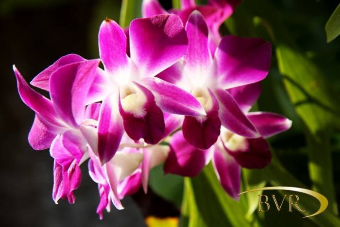  BVR - PHUKET Garden Flowers of Boomerang Village Resort Phuket Patak Soi 10, - Photo 55 of 67