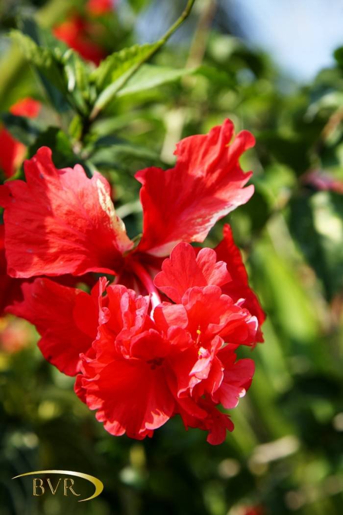  BVR - PHUKET Garden Flowers of Boomerang Village Resort Phuket Patak Soi 10, - Photo 56 of 67