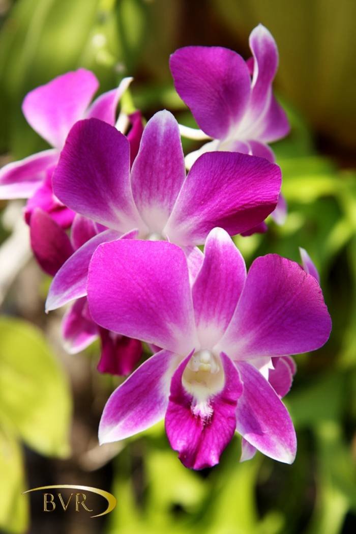  BVR - PHUKET Garden Flowers of Boomerang Village Resort Phuket Patak Soi 10, - Photo 61 of 67