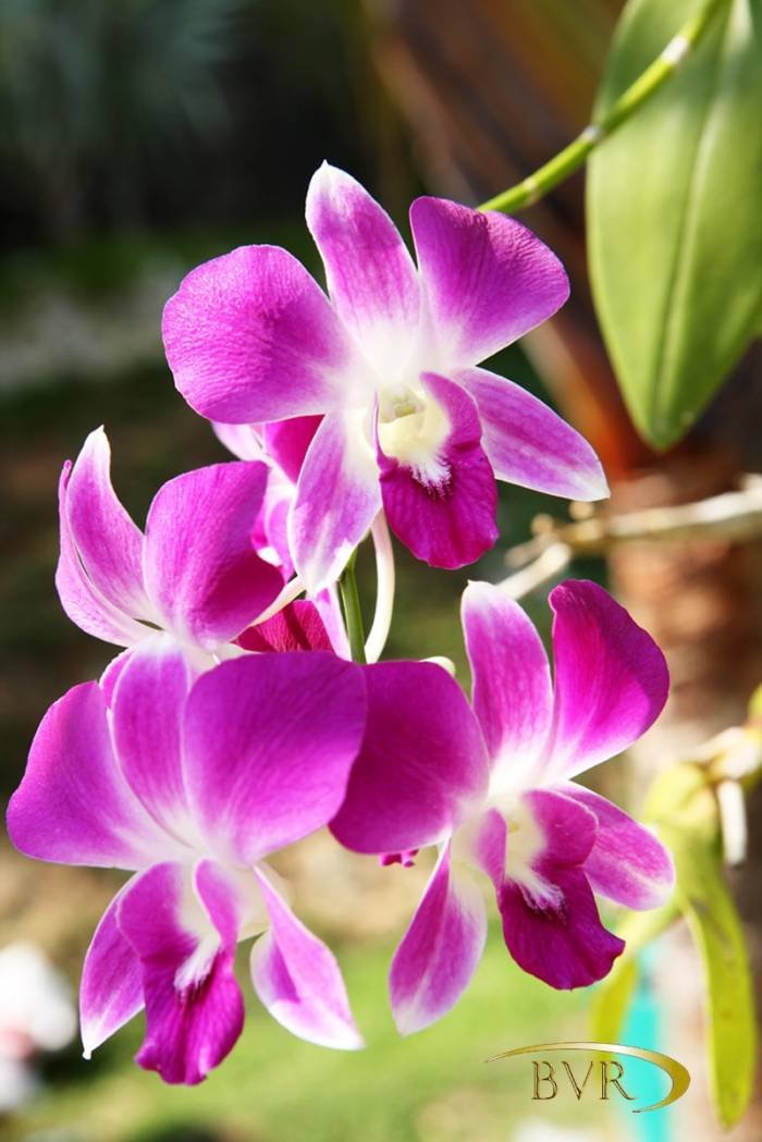  BVR - PHUKET Garden Flowers of Boomerang Village Resort Phuket Patak Soi 10, - Photo 66 of 67