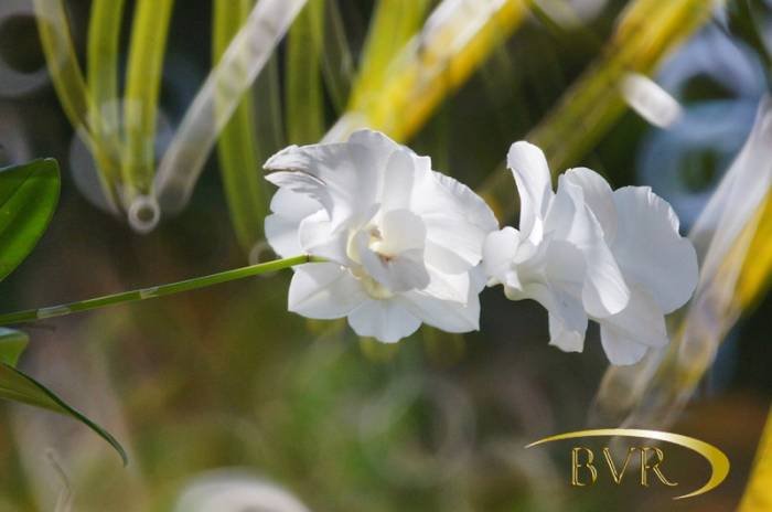  BVR - PHUKET Garden Flowers of Boomerang Village Resort Phuket Patak Soi 10, - Photo 27 of 67