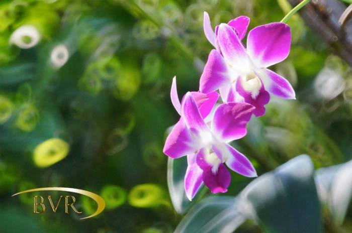  BVR - PHUKET Garden Flowers of Boomerang Village Resort Phuket Patak Soi 10, - Photo 14 of 67