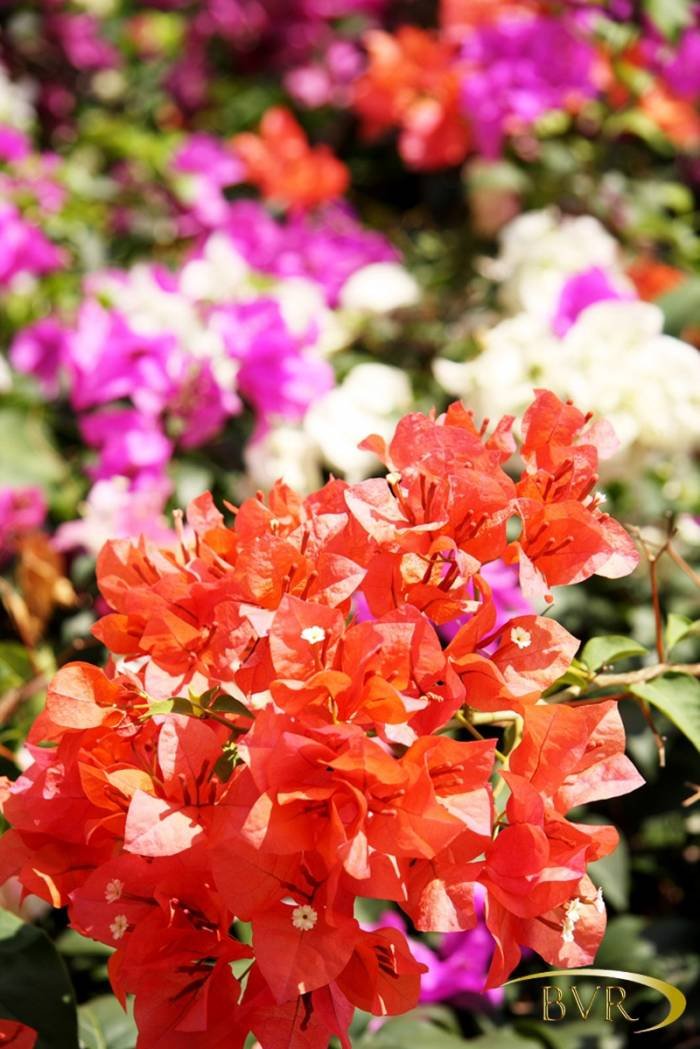 BVR - PHUKET Garden Flowers of Boomerang Village Resort Phuket Patak Soi 10, - Photo 6 of 67