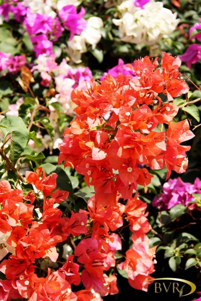  BVR - PHUKET Garden Flowers of Boomerang Village Resort Phuket Patak Soi 10, - Photo 52 of 67
